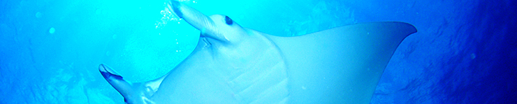 ダイビングサービス・サニーサニー・ファンダイビング