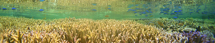 ダイビングサービス・サニーサニー・スノーケリング